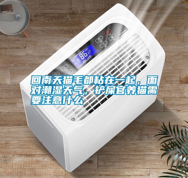 回南天貓毛都粘在一起，面對(duì)潮濕天氣，鏟屎官養(yǎng)貓需要注意什么