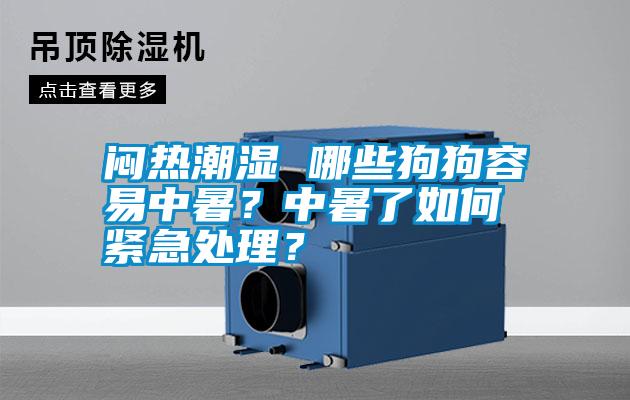 悶熱潮濕 哪些狗狗容易中暑？中暑了如何緊急處理？