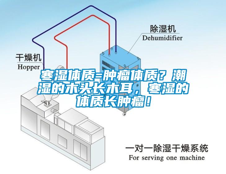 寒濕體質(zhì)=腫瘤體質(zhì)？潮濕的木頭長木耳，寒濕的體質(zhì)長腫瘤！