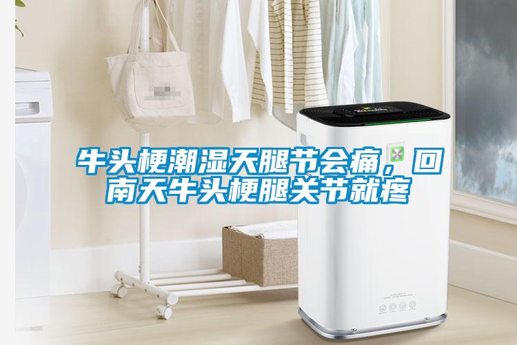 牛頭梗潮濕天腿節(jié)會痛，回南天牛頭梗腿關(guān)節(jié)就疼