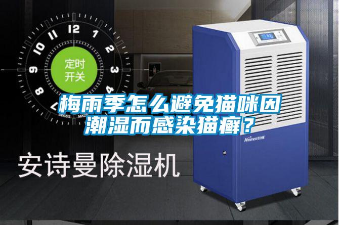 梅雨季怎么避免貓咪因潮濕而感染貓癬？