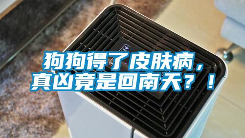 狗狗得了皮膚病，真兇竟是回南天？！