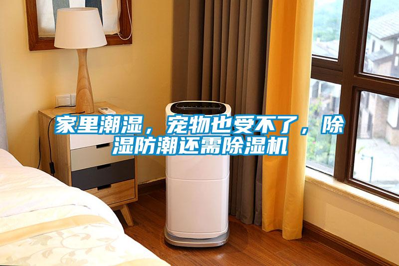 家里潮濕，寵物也受不了，除濕防潮還需除濕機(jī)