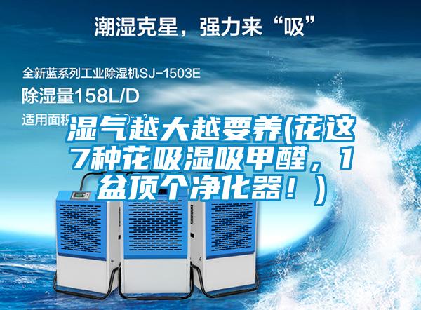 濕氣越大越要養(yǎng)(花這7種花吸濕吸甲醛，1盆頂個凈化器！)