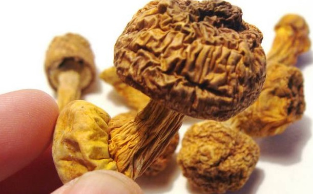 巴西菇、姬松茸烘干機-怎樣烘干色澤好且菇體褶片完整？